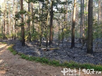 Płonął las na terenie leśnictwa Karpówka