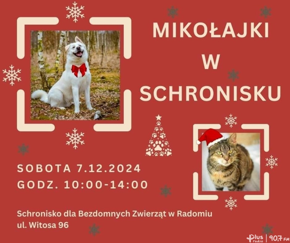 Mikołajki w schronisku dla bezdomnych zwierząt