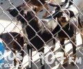 46 psów odłowionych z jednej posesji na radomskim Halinowie