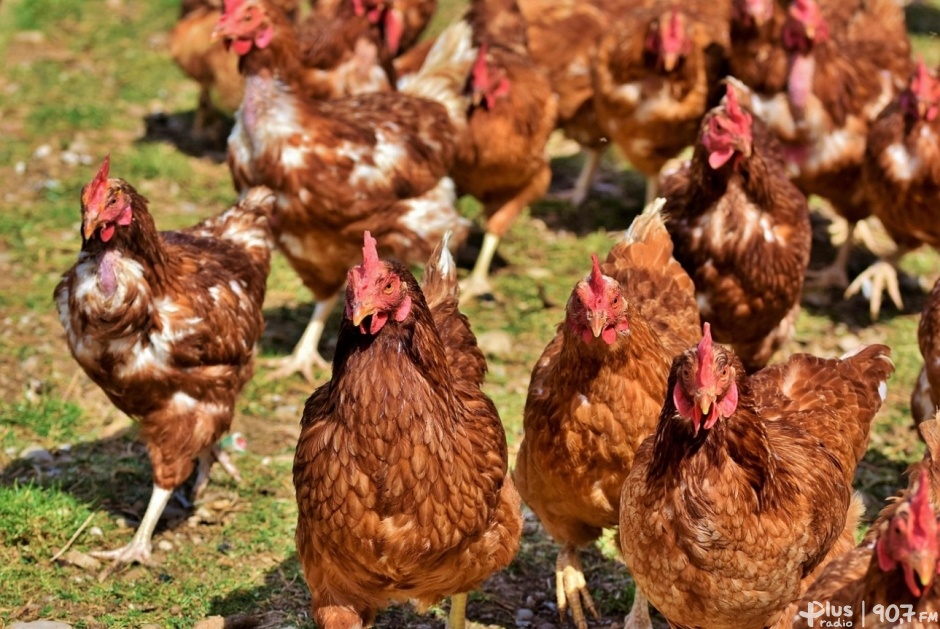 NIE dla fermy drobiu