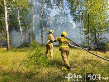 50 strażaków gasiło pożar lasu w gminie Jastrząb