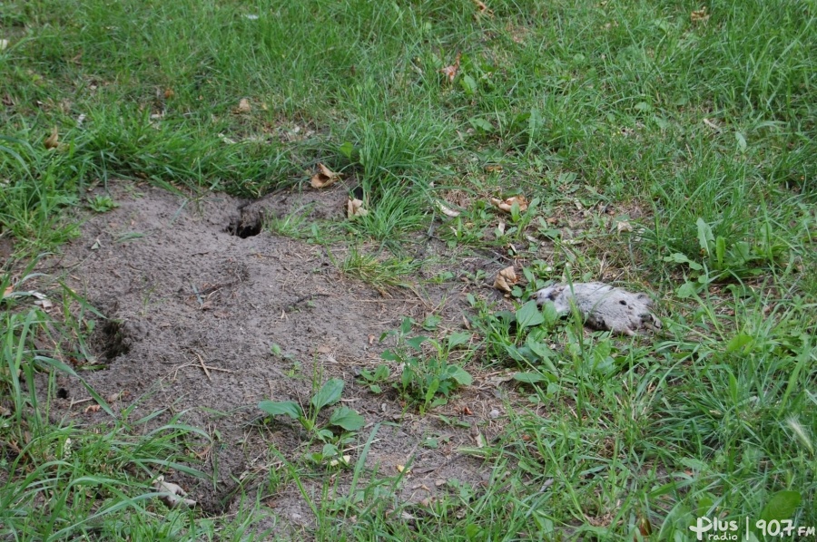 Uwaga! Szczury w mieszkaniu!