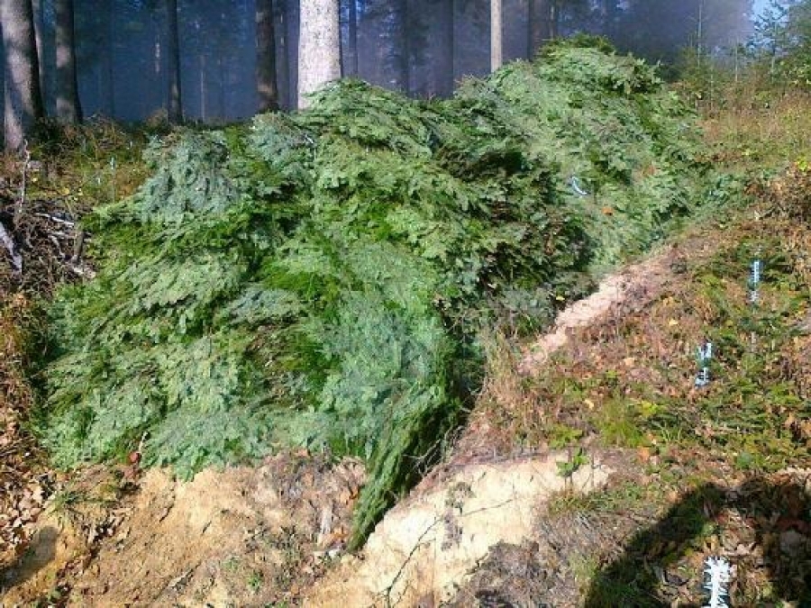 Leśnicy walczą ze smutnym procederem