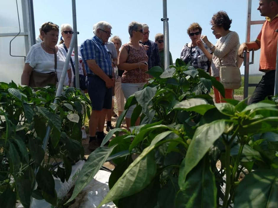 Holendrzy w paprykowych tunelach