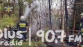 Pożar lasu w Groszowicach