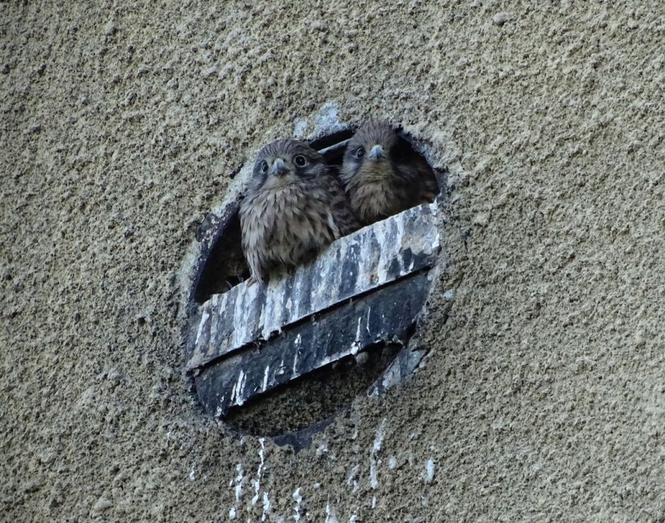 Powiększa się ptasia rodzina na kominie Radpecu