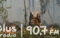 Spłonęły trzy hektary lasu