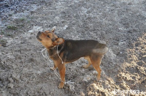 Przywiązał przyjaciela do torów