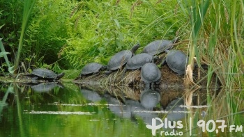 Ochrona żółwia błotnego w Polsce to nasze wspólne wyzwanie