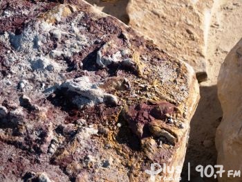Geolodzy znaleźli doskonale zachowane ślady dinozaurów pod Przysuchą