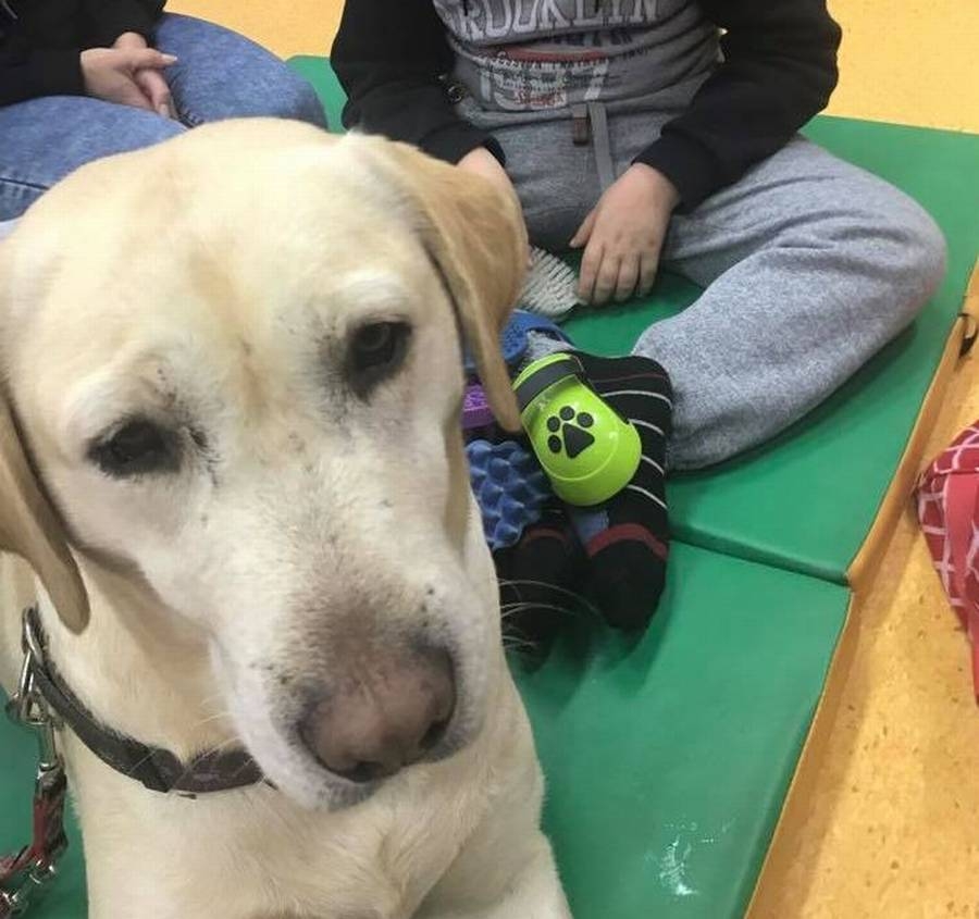 Psy pomagają w leczeniu