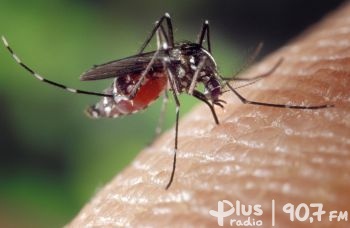 Drapać czy nie drapać? Co robić, gdy ukąsi nas komar?