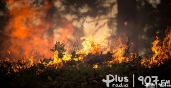 Ogromny pożar lasu w okolicach Nowego Miasta nad Pilicą