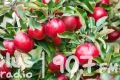 Światowy Dzień Jabłka – co drugie polskie jabłko jest z Mazowsza