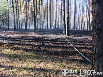 Spłonęło 2,5 hektara lasu...