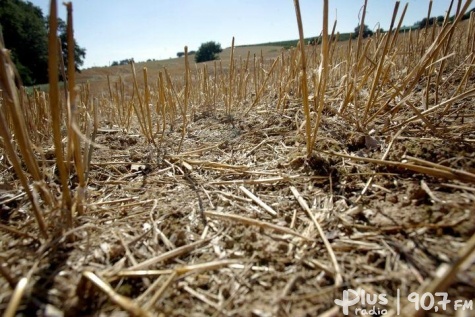 Gmina Jedlińsk liczy straty po suszy