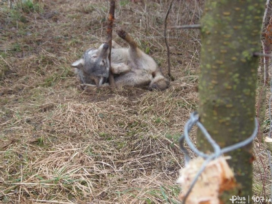 Leśnik wilkowi człowiekiem