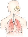Naukowo o chorobach płuc