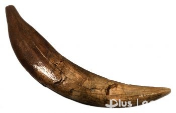 [PRIMA APRILIS] Prace w muzeum odkryły kieł wymarłego zwierzęcia!