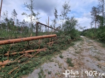 Lasy po nawałnicach. Są straty