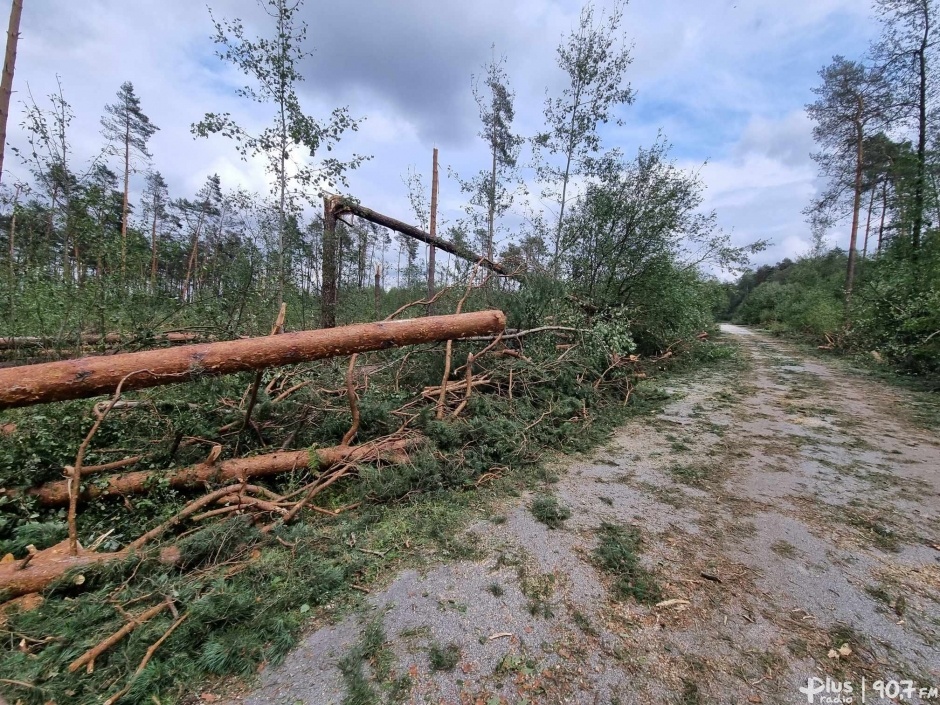 Lasy po nawałnicach. Są straty